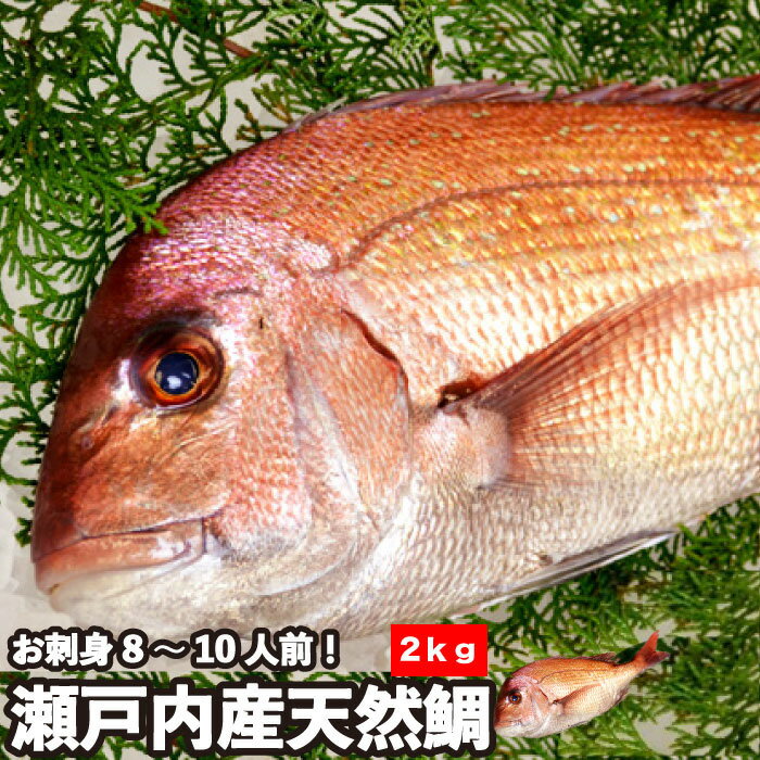 瀬戸内海産 活〆 天然鯛《2.0kg(縦:50-55cm前後 横:18cm)》 冷蔵便 お食い初めや神事などにもお使い頂ける美しい真鯛です。神事用には「氷〆」で刺傷なしの美しいままの鯛をどうぞ！ピンク色で綺麗な鯛は神事、仏事 敬老の日