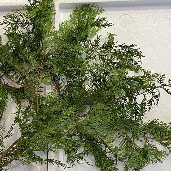 ヒバ 檜葉 桧葉 鯛1尾に敷く適当な量 1枚～3枚