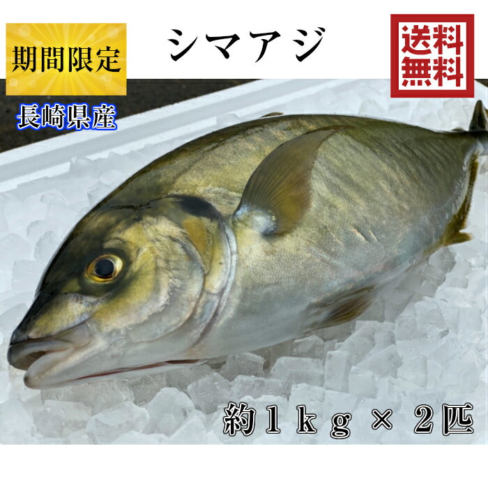 期間限定 シマアジ 約1kg×2匹　送料無料調理しやすいように内臓を取り除いて発送します シマアジ 鯵 アジ しまあじ 青空レストラン