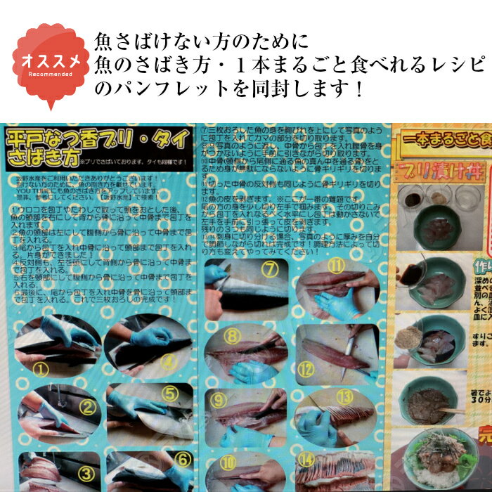 青空レストラン フルーツ魚　送料無料　平戸なつ香 タイ　約2kg　長崎を代表する フルーツ 魚！調理しやすいように内臓を取り除いて発送します 鯛 活〆みかん　オレンジ 青空レストラン