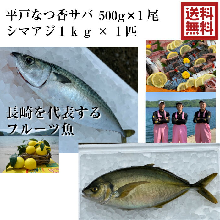 青空レストラン に出た 平戸なつ香サバ　約500g×1尾と シマアジ 約1kg ×1匹 長崎 を代表する フルーツ魚 調理しやすいように内臓を出して発送します。 サバ 鯖 刺身 生サバ ゴマサバ 活〆 みかん オレンジ シマアジ ブリ 兄弟　養殖