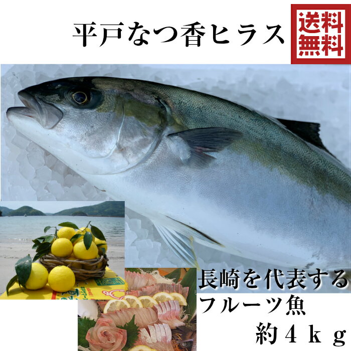 青空レストラン フルーツ魚 送料無料 平戸なつ香 ヒラス 約4kg 長崎を代表する フルーツ 魚 調理しやすいように内臓を取り除いて発送します ヒラマサ 刺身 活〆 みかん オレンジ 青空レストラ…