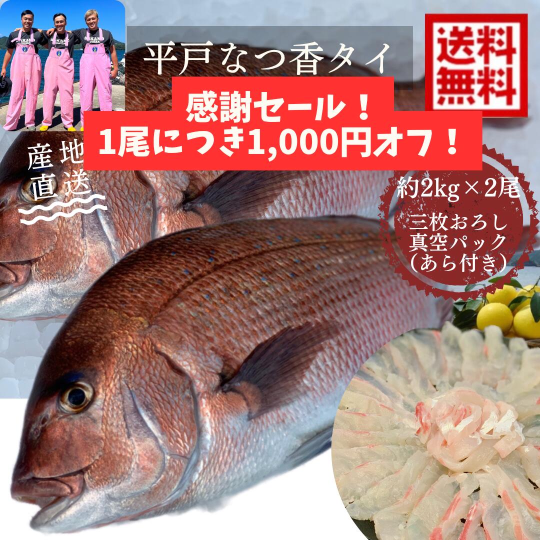 平戸なつ香タイ　約2kg×2尾（真空パック・あら付き） 送料無料 御歳暮刺身 で 1kg フィーレ  ...