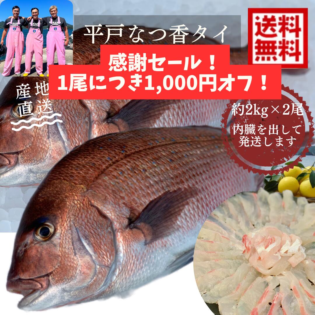 青空レストランで紹介された　送料無料 御歳暮平戸なつ香 タイ　約2kg×2尾　長崎を代表する フルーツ 魚！調理しやすいように内臓を取..