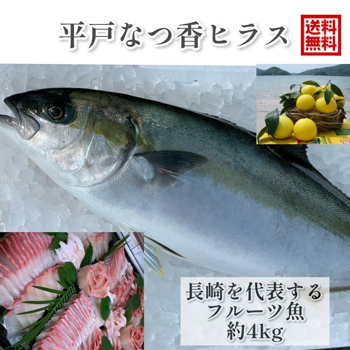 フルーツ魚 送料無料　平戸なつ香 ヒラス　約4kg　長崎を代表する フルーツ 魚！調理しやすいように内臓を取り除いて発送します ヒラマサ 活〆　みかん　オレンジ