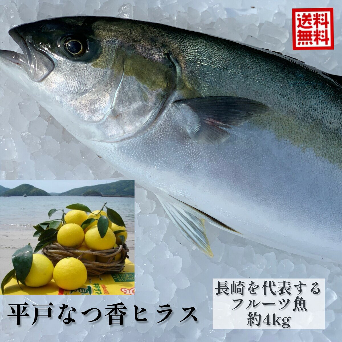 フルーツ魚 送料無料 平戸なつ香 ヒラス 約4kg 長崎を代表する フルーツ 魚 調理しやすいように内臓を取り除いて発送します ヒラマサ 活〆 みかん オレンジ 母の日 ギフト