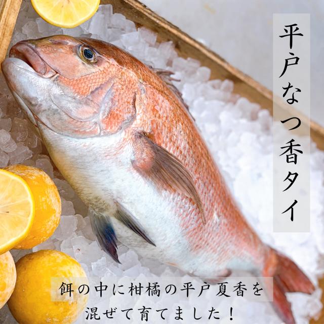 【ヒルナンデス！で紹介された】 平戸なつ香タイの漬け 160g×3本 送料無料　漁師　がつくった　タイ漬け　3本　セット平戸なつ香タイ　鯛漬け　タイ茶漬け　鯛茶漬け　鯛 タイ　真鯛　マダイ　送料無料　無添加 青空レストラン お取り寄せ ヒルナンデス