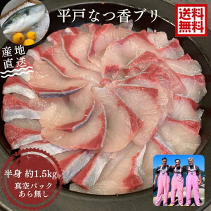 青空レストラン に出た フルーツ魚 送料無料　平戸なつ香ブリ（半身・真空パック・あら無し）刺身 で 1.5kg フィーレ 長崎を代表する フルーツ 魚 鰤 活〆 ブリ ハマチ 青空レストラン 兄弟