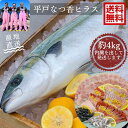 フルーツ魚 送料無料 平戸なつ香 ヒラス 約3-4kg 長崎を代表する フルーツ 魚!調理しやすいように内臓を取り除いて発送します ヒラマサ 活〆 みかん オレ...