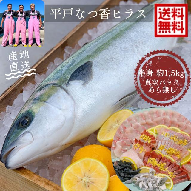 青空レストランで紹介された フルーツ魚 送料無料 平戸なつ香 ヒラス 半身 (真空パック) 約1.5kg 長崎を代表する フルーツ 魚 ヒラマサ 活〆 みかん オレンジ 贈答品 ホワイトデー お中元 お歳暮