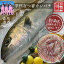 【数量限定】※指定日の指定ができません平戸なつ香 カンパチ 約4kg 長崎を代表する フルーツ 魚! 送料無料調理しやすいように内臓を取り除いて発送します 刺...