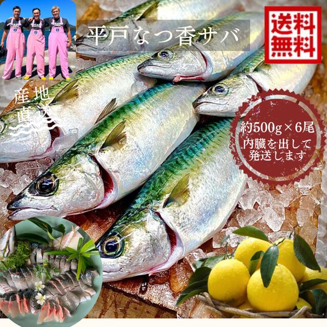 青空レストラン に出た フルーツ魚 送料無料　平戸なつ香サバ　約500g×6尾 長崎 を代表する フルーツ魚 調理しやすいように内臓を出して発送します。 サバ 鯖 刺身 生サバ ゴマサバ 活〆 みかん オレンジ 青空レストラン ブリ 兄弟　養殖