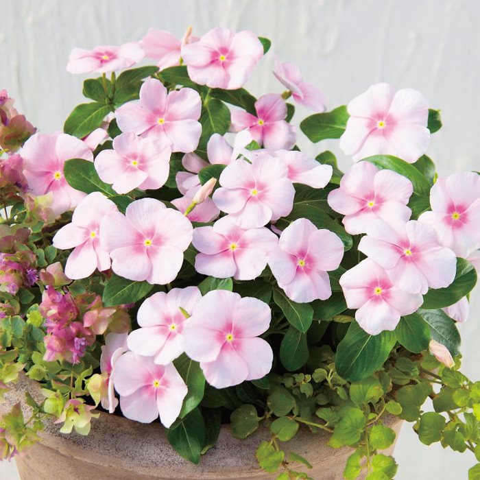 【サカタのタネ公式】 ニチニチソウ サンダー(R) アイシーピンク 花 種 約30粒 小袋 春まき 夏 秋 ピンク 鉢植え 地植え 家庭菜園 栽培 ガーデニング 園芸 ニチニチソウ にちにちそう 種子 タネ たね