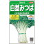 【サカタのタネ公式】 白茎みつば 野菜 種 約2000粒 小袋 春まき 秋まき 固定種 簡単 初心者向き 育てやすい プランター 鉢 家庭菜園 ベランダ栽培 収穫 園芸 三つ葉 ミツバ 種子 タネ たね 275円