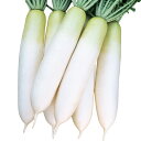 【サカタのタネ公式】 ダイコン 春の守 野菜 種 シーダーテープ 秋まき サカタ交配 栽培 収穫 園芸 大根 だいこん 種子 タネ たね
