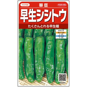 【サカタのタネ公式】 シシトウ 翠臣 野菜 種 約30粒 小袋 春まき サカタ交配 簡単 初心者向き 育てやすい プランター 鉢美味しい 家庭菜園 ベランダ栽培 収穫園芸 獅子唐 ししとう しし唐 種子 タネ たね