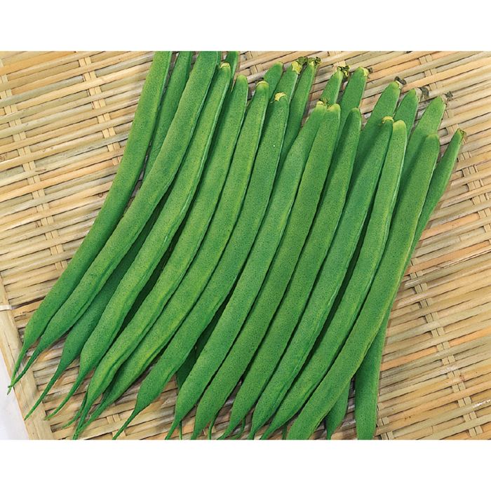 【サカタのタネ公式】 つるなしインゲン レグルス 野菜 種 150〜340粒 大袋 春まき 秋まき 固定種 営利 栽培 収穫 園芸 いんげん つるなし 種子 タネ たね