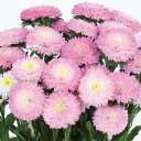 【サカタのタネ公式】 アスター あずみ トップローズ 花 種 約140粒 小袋 春まき 秋まき 夏 サカタ交配 ピンク 鉢植え 地植え 切り花 プランター 鉢 栽培 ガーデニング 園芸 アスター あすたー 種子 タネ たね