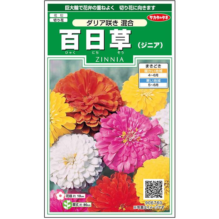 【サカタのタネ公式】 ジニア 百日草 ダリア咲き 混合（ロイヤル特選混合） 花 種 約40粒 小袋 春まき 夏 秋 マルチカラー 鉢植え 地植え 切り花 簡単 初心者向き 育てやすい プランター 鉢 ベランダ栽培 ガーデニング 園芸 種子 タネ たねのサムネイル