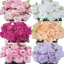 【サカタのタネ公式】 トルコギキョウ バイヤーおすすめ マキア(R)ミックス 花 種 ペレットシード約40粒 小袋 秋まき マルチカラー 鉢植え 切り花 家庭菜園 栽培 ガーデニング 園芸 種子 タネ たね