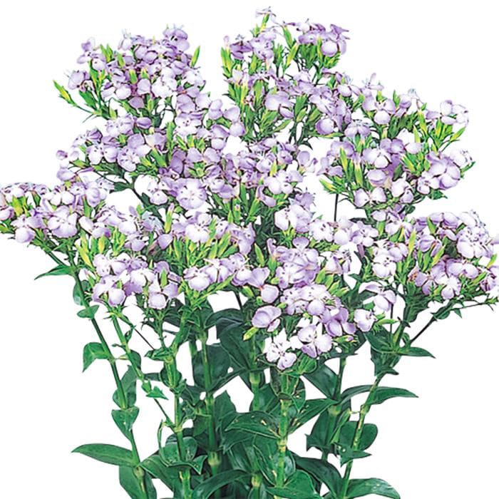 【サカタのタネ公式】 ふじなでしこ サマーラベンダー 花 種 約200粒 小袋 秋まき 夏 パープル 鉢植え 地植え 切り花 プランター 鉢 栽培 ガーデニング 園芸 ナデシコ なでしこ 種子 タネ たねのサムネイル