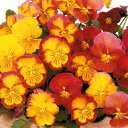 【サカタのタネ公式】 パンジー 虹色スミレ(R) メープル 花 種 約35粒 小袋 秋まき 秋 サカタ交配 バイカラー 鉢植え 地植え プランター 鉢 栽培 ガーデニング 園芸 パンジー ぱんじー 種子 タネ たね