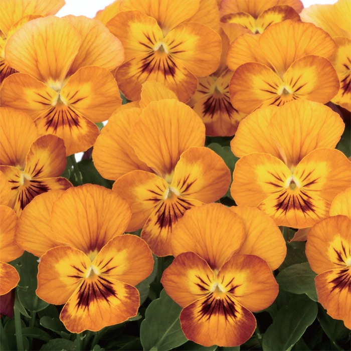 【サカタのタネ公式】 ビオラ コリーナ テラコッタ 花 種 約40粒 小袋 秋まき 秋 サカタ交配 オレンジ 鉢植え 地植え プランター 鉢 栽培 ガーデニング 園芸 ビオラ びおら 種子 タネ たねのサムネイル