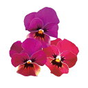 【サカタのタネ公式】 ビオラ 百花繚乱ももか(R) るびーももか 花 種 約40粒 小袋 秋まき 秋 バイカラー 鉢植え 地植え プランター 鉢 栽培 ガーデニング 園芸 ビオラ びおら 種子 タネ たね
