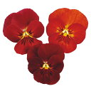 【サカタのタネ公式】 ビオラ ピエナ(R) レッドピコティー 花 種 約20粒 小袋 秋まき レッド 鉢植え 地植え 家庭菜園 栽培 ガーデニング 園芸 種子 タネ たね
