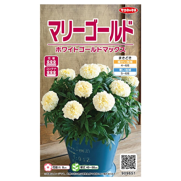 【サカタのタネ公式】 マリーゴールド ホワイトゴールドマックス 花 種 クリーンシード約30粒 小袋 春 夏 秋 ホワイト 鉢植え 地植え 家庭菜園 栽培 ガーデニング 園芸 マリーゴールド まりーごーるど 種子 タネ たねのサムネイル