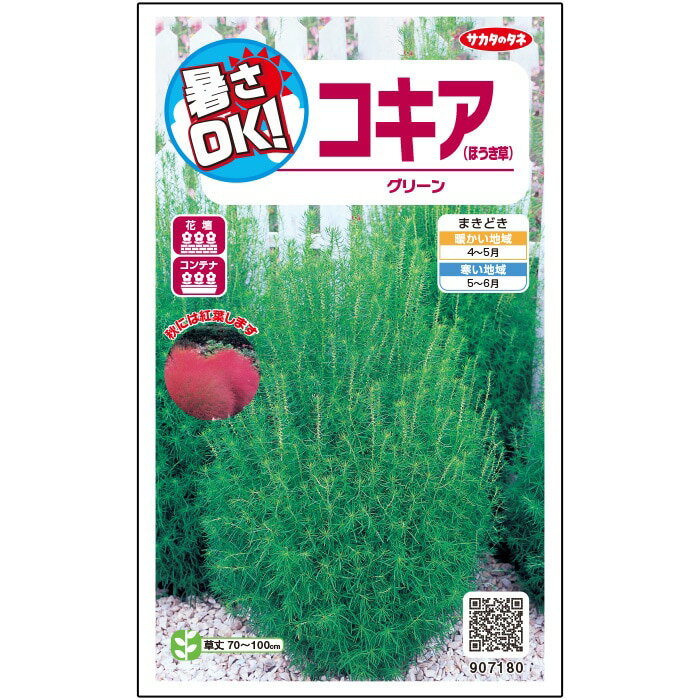 【サカタのタネ公式】 コキア グリーン 花 種 約55粒 小袋 春まき 春 夏 秋 グリーン 鉢植え 地植え 簡単 初心者向き 育てやすい プランター 鉢 ベランダ栽培 ガーデニング 園芸 ほうき草 ほうきぐさ ほうきそう 種子 タネ たねのサムネイル