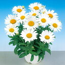 【サカタのタネ公式】 シャスターデージー スノーレディー 花 種 約30粒 小袋 秋まき 春 夏 サカタ交配 ホワイト 鉢植え 地植え 切り花 プランター 鉢 栽培 ガーデニング 園芸 シャスターデージー しゃすたーでーじー 種子 タネ たね