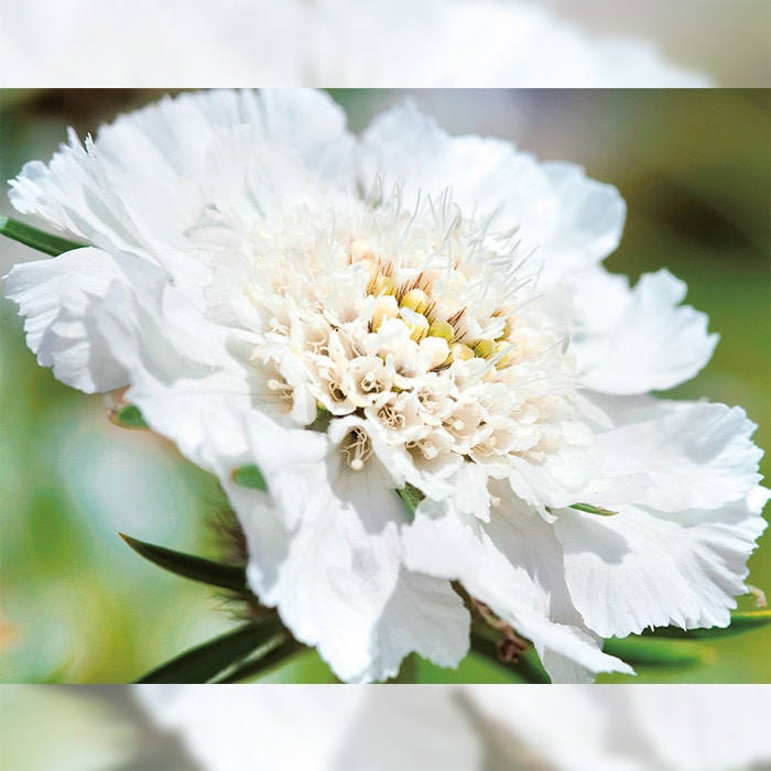 【サカタのタネ公式】 スカビオサ（西洋松虫草） ファーマー ホワイト 花 種 コート種子約20粒 小袋 春まき 秋まき 春 ホワイト 鉢植え 地植え 切り花 プランター 鉢 栽培 ガーデニング 園芸 スカビオサ すかびおさ 種子 タネ たねのサムネイル