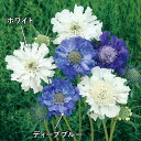 【サカタのタネ公式】 スカビオサ(西洋松虫草) ファーマー ホワイト 花 種 コート種子約20粒 小袋 春まき 秋まき 春 ホワイト 鉢植え 地植え 切り花 プ...