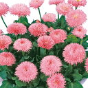 【サカタのタネ公式】 デージー チロリアンデージー(R) ミックス 花 種 ペレットシード約75粒 小袋 秋まき 春 冬 マルチカラー 鉢植え 地植え 切り花 ...