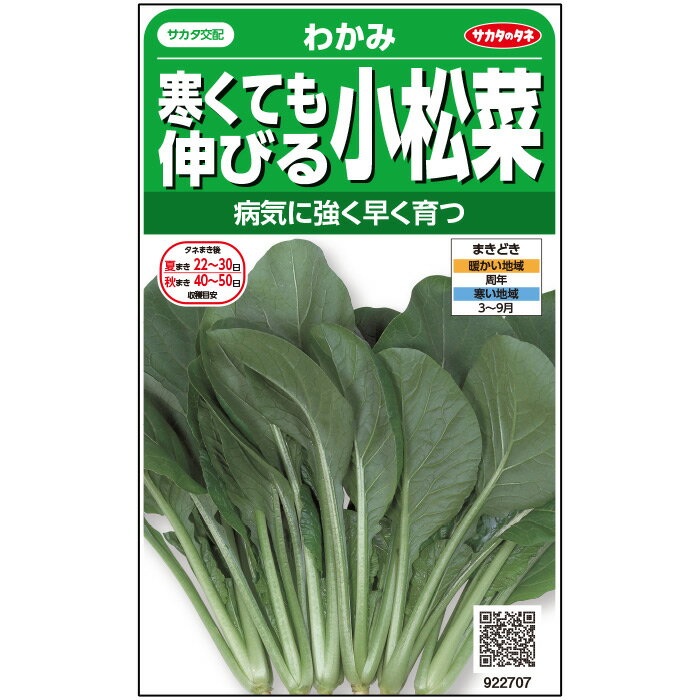  コマツナ わかみ 野菜 種 約1800粒 小袋 春まき 秋まきサカタ交配 簡単 初心者向き 育てやすい プランター 鉢 家庭菜園 ベランダ栽培 収穫園芸 小松菜 こまつな 冬菜 鶯菜 種子 タネ たね