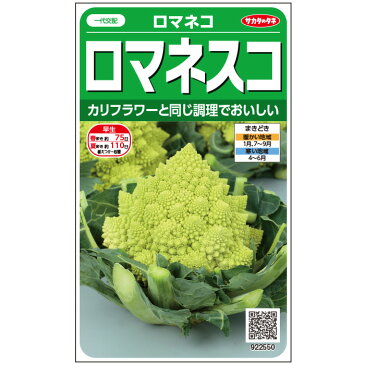 【サカタのタネ公式】 ロマネスコ 種 小袋 約25粒 ロマネコ 野菜 秋まき 春まき 一代交配 珍しい 美味しい 甘い サラダ向き 健康 栄養 家庭菜園 栽培 収穫 種子 タネ たね