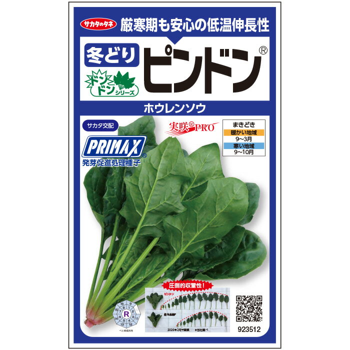 【サカタのタネ公式】 ホウレンソウ ピンドン 野菜 種 プライマックス約4000粒 小袋秋まきサカタ交配地植え家庭菜園 栽培 収穫園芸 ほうれんそう ホウレンソウ ほうれん草 種子 タネ たね