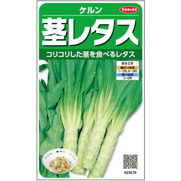 【サカタのタネ公式】 茎レタス 種 小袋 約290粒 ケルン 野菜 秋まき 春まき 固定種 在来種 珍しい サラダ向き 漬物向き 家庭菜園 栽培 収穫 種子 タネ たね