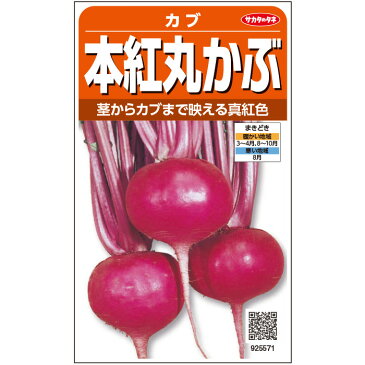 【サカタのタネ公式】 カブ 種 小袋 約1110粒 本紅丸かぶ 野菜 秋まき 春まき 固定種 在来種 簡単 初心者向き 育てやすい プランター 鉢 珍しい 美味しい 甘い 漬物向き 家庭菜園 ベランダ栽培 収穫 蕪 かぶ 種子 タネ たね