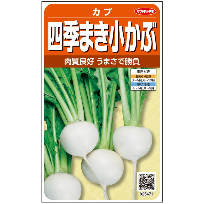 【サカタのタネ公式】 小カブ 四季まき小かぶ 野菜 種 約1800粒 小袋 春まき 秋まき固定種 簡単 初心者向き 育てやすい プランター 鉢美味しい 家庭菜園 ベランダ栽培 収穫園芸 蕪 かぶ種子 タネ たねのサムネイル