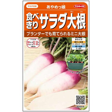 【サカタのタネ公式】 ミニ大根 種 小袋 約115粒 あやめっ娘 野菜 秋まき 春まき サカタ交配 育てやすい プランター 鉢 珍しい 美味しい サラダ向き 家庭菜園 ベランダ栽培 収穫 ミニダイコン だいこん 種子 タネ たね