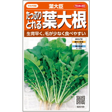 【サカタのタネ公式】 葉大根 種 小袋 約705粒 葉大臣 野菜 秋まき 春まき サカタ交配 簡単 初心者向き 育てやすい プランター 鉢 珍しい 家庭菜園 ベランダ栽培 収穫 葉ダイコン はだいこん 種子 タネ たね