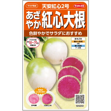 【サカタのタネ公式】 紅心大根 種 小袋 約350粒 天安紅心2号 野菜 秋まき サカタ育成 育てやすい プランター 鉢 珍しい 美味しい サラダ向き 漬物向き 大根おろし 家庭菜園 ベランダ栽培 収穫 紅心大根 だいこん 種子 タネ たね