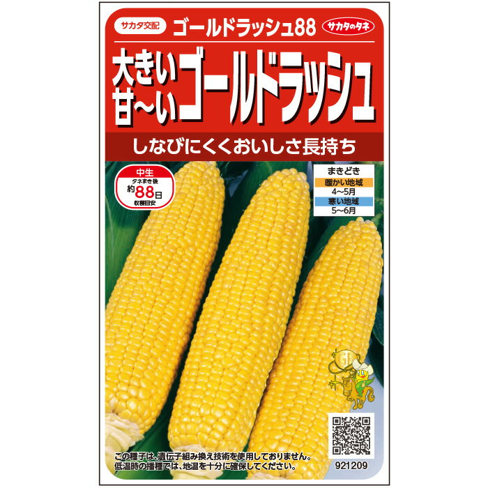 【サカタのタネ公式】 スイートコーン ゴールドラッシュ88 野菜 種 約55粒 小袋 春まき サカタ交配 簡単 初心者向き 育てやすい美味しい 家庭菜園 栽培 収穫園芸 コーン とうもろこし トウモロコシ 種子 タネ たね