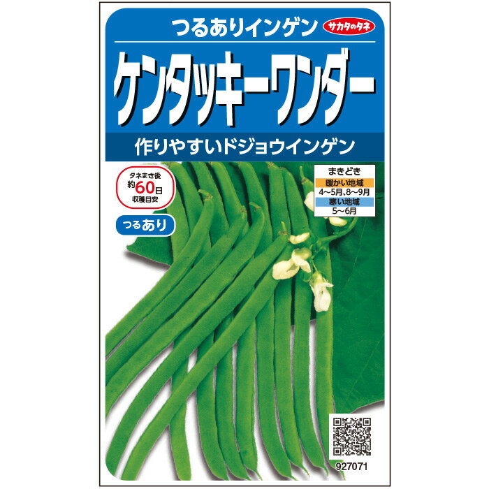【サカタのタネ公式】 つるありインゲン ケンタッキーワンダー 野菜 春まき 秋まき 固定種 在来種 簡単 初心者向き 育てやすい プランター 鉢 美味しい 家庭菜園 ベランダ栽培 収穫 園芸 いんげん 種子 タネ たね 種 約50粒のサムネイル