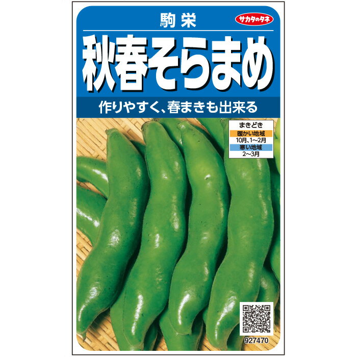  ソラマメ 駒栄 野菜 種 約6粒 小袋 春まき 秋まき固定種 美味しい 家庭菜園 栽培 収穫園芸 蚕豆 そらまめ そら豆 種子 タネ たね