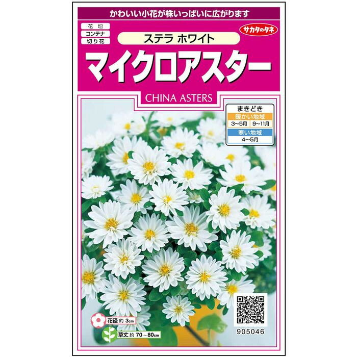 【サカタのタネ公式】 アスター ステラ ホワイト 花 種 約72粒 小袋 春まき 秋まき夏 秋 ホワイト 鉢植え 地植え 切り花育てやすいガーデニング 園芸種子 タネ たね