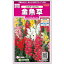 【サカタのタネ公式】 キンギョソウ ソネット ミックス 花 種 約43粒 小袋 春まき 秋まき 春 夏マルチカラー 鉢植え 地植え 切り花育てやすいガーデニング 園芸 金魚草 きんぎょそう種子 タネ たね