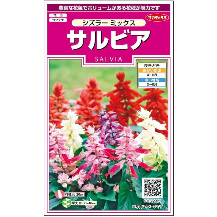  サルビア シズラー ミックス 花 種 約37粒 小袋 春まき 夏 秋 マルチカラー 鉢植え 地植えプランター 鉢ベランダ栽培ガーデニング 園芸種子 タネ たね